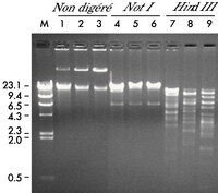 L'ADN de trois clones de BAC différents provenant de la banque du chromosome humain 22 (Research Genetics, Inc.) a été purifié en utilisant le kit Montage Plasmid Miniprep<sub>HTS</sub> 96 et soumis à une électrophorèse sur gel d'agarose 0,8 % pendant 120 min à 100 V, soit non digéré (lignes 1 – 3) soit après digestion par Not I (lignes 4 – 6) ou <i>Hin</i>d III (lignes 7 – 9). La ligne M est un  fragment digéré par <i>Hin</i>d III de l'ADN du phage Lambda. L'ADN de BAC purifié avec le kit Montage Plasmid Miniprep<sub>HTS</sub> 96 convient au  génotypage.